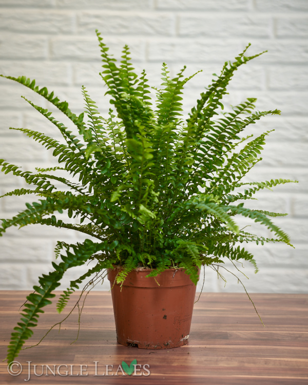 Boston Fern 'Bostoniensis'