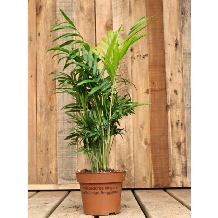 Chamaedorea elegans