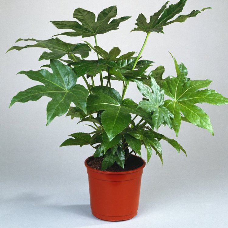 Fatsia japonica