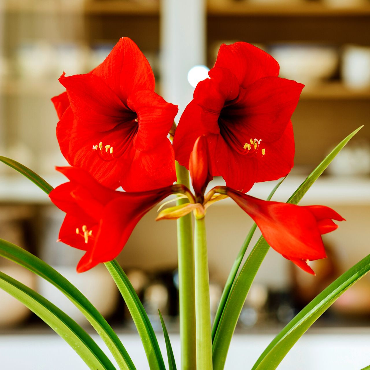 Hippeastrum Red Lion