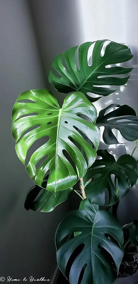 Monstera Deliciosa