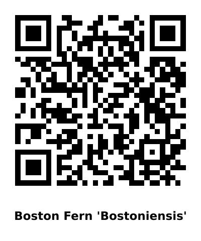 QR code for Boston Fern 'Bostoniensis'