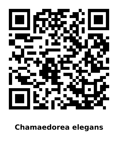 QR code for Chamaedorea elegans