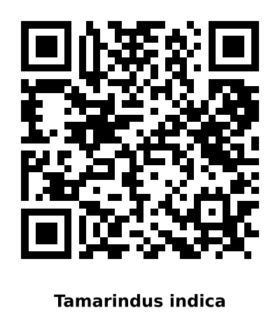 QR code for Tamarindus indica